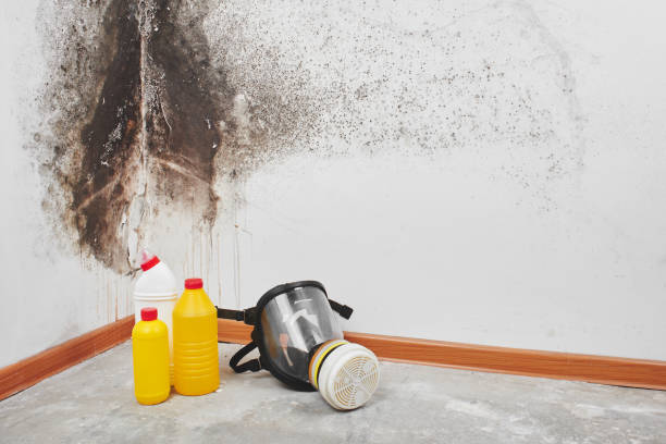 Best Affordable Mold Removal  in Edwardsvle, IL