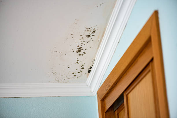 Professional Mold Removal in Edwardsville, IL
