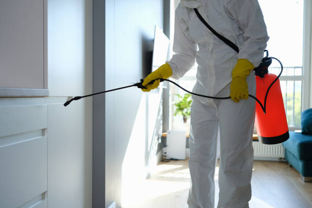 Best Attic Mold Removal  in Edwardsvle, IL