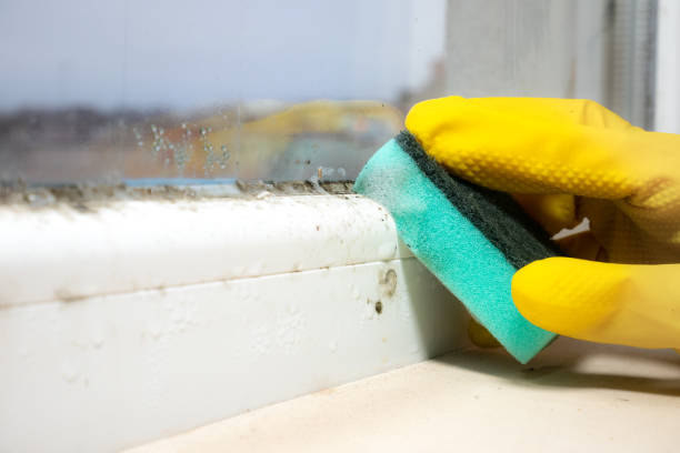 Best Local Mold Removal Service  in Edwardsvle, IL