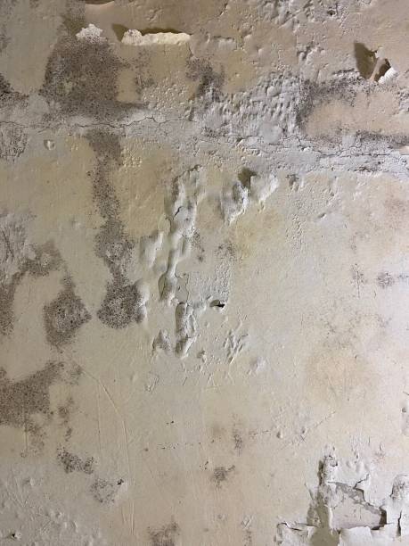 Best Home Mold Removal  in Edwardsvle, IL