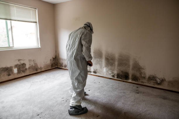 Best Mold Removal Process  in Edwardsvle, IL