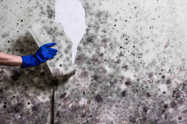 Best Emergency Mold Removal  in Edwardsvle, IL
